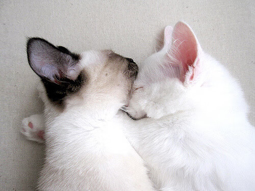 皇家贝蒂斯通过边路制造更多空间,皇家贝蒂斯什么水平